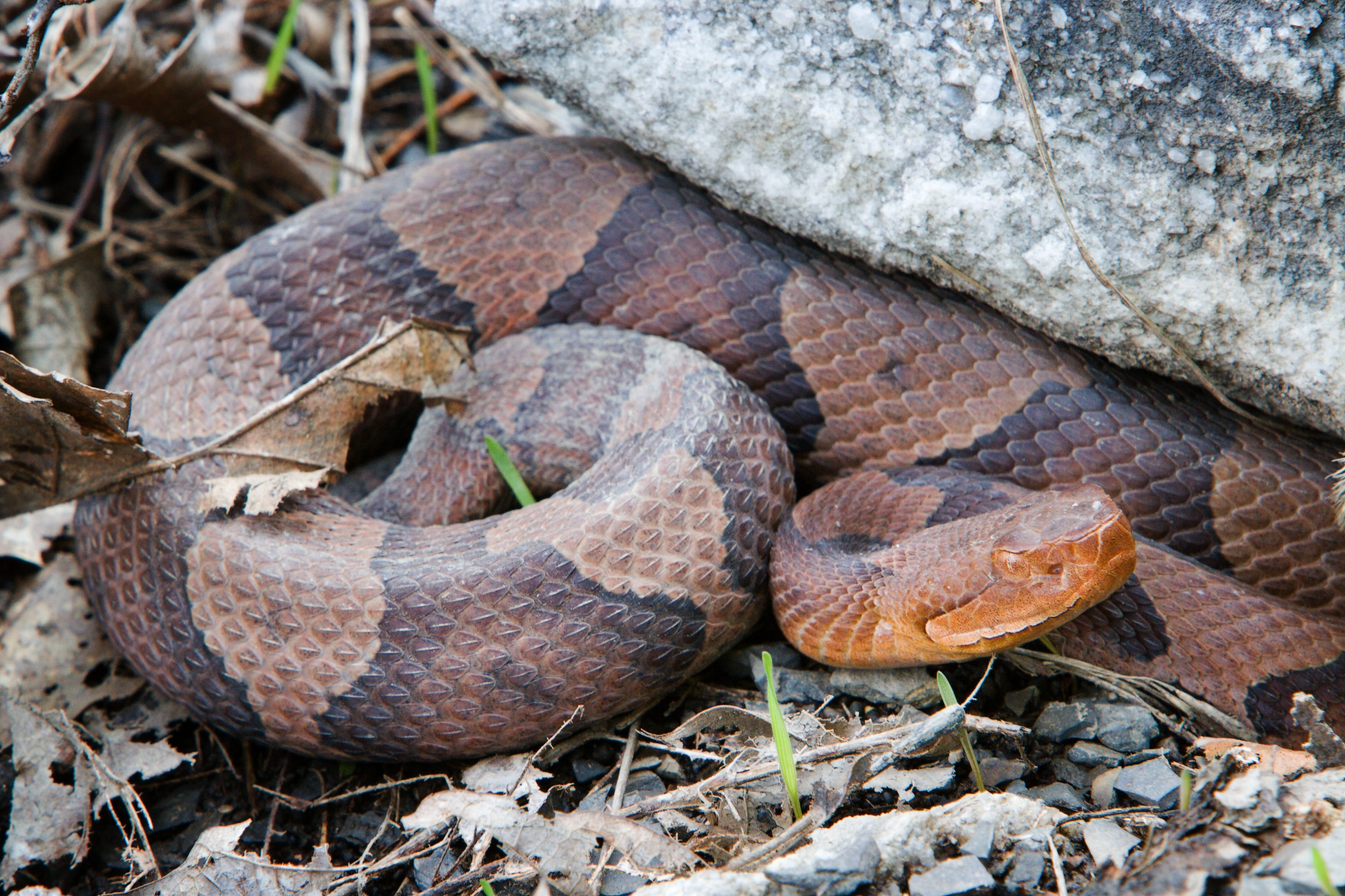 Species Spotlight Northern Copperhead Mohonk Preserve Medium