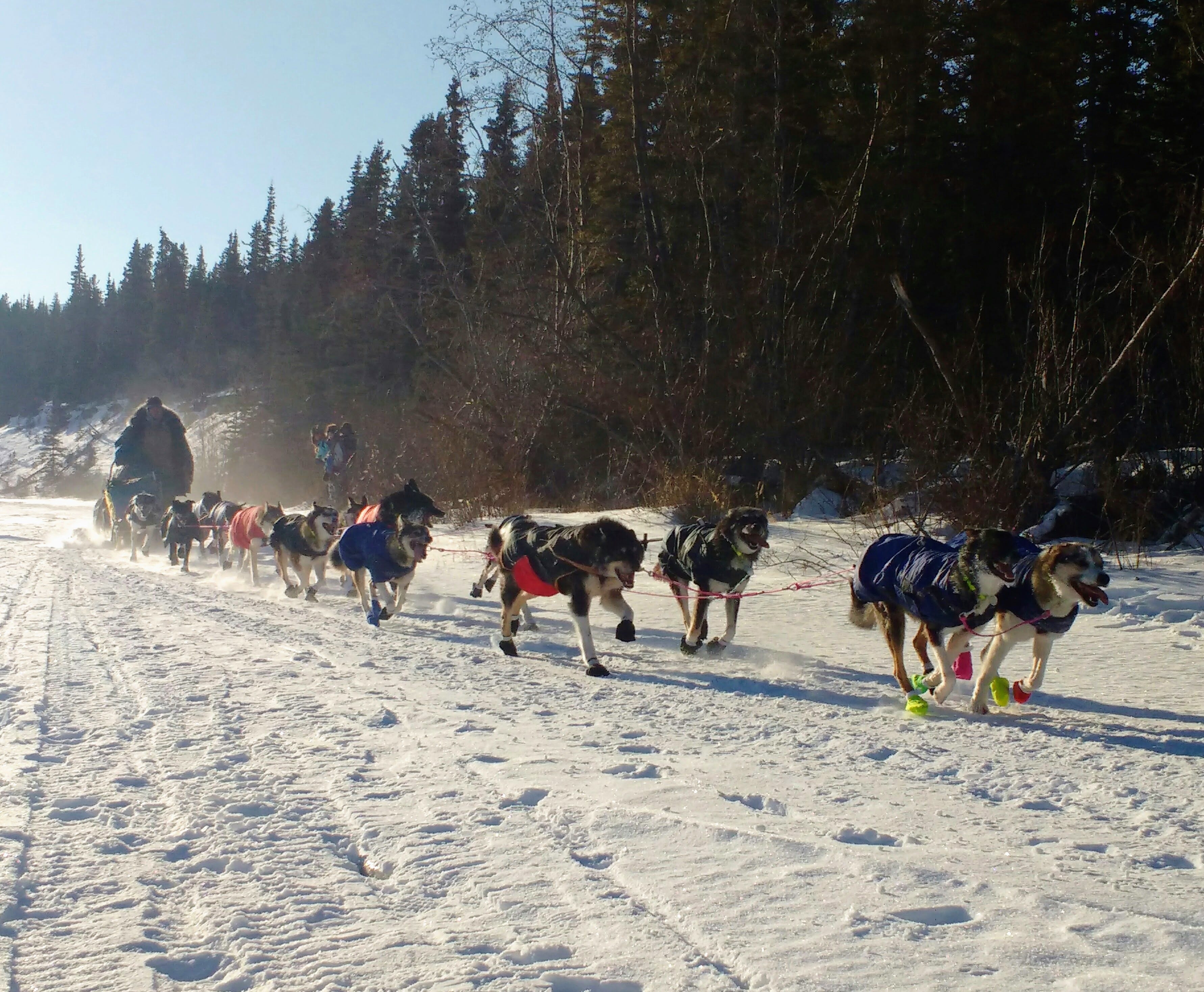 Dog mushing in Yukon Territory, Canada by Daniel Miller Medium