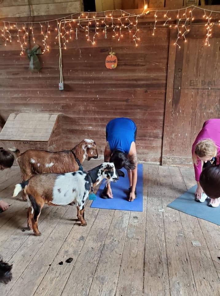 Goat Yoga The Newest Fitness Trend to Hit The Farm by Marika Cygert
