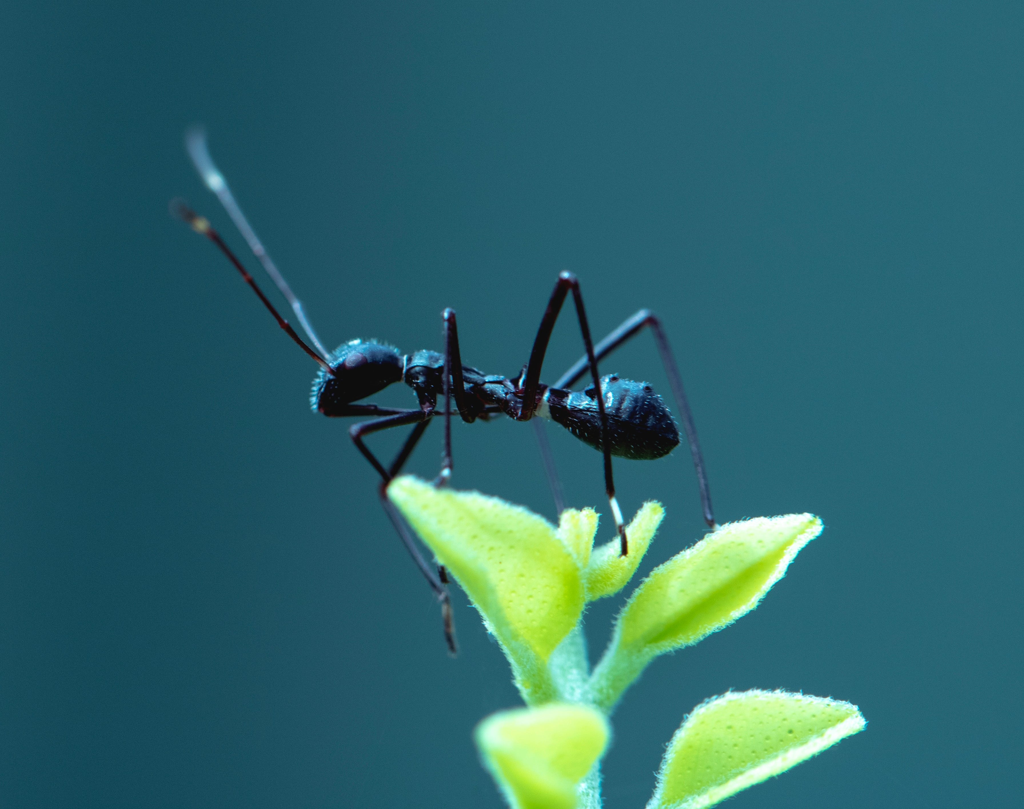 How Many Ants Could Lift Earth? Universe of Questions Medium
