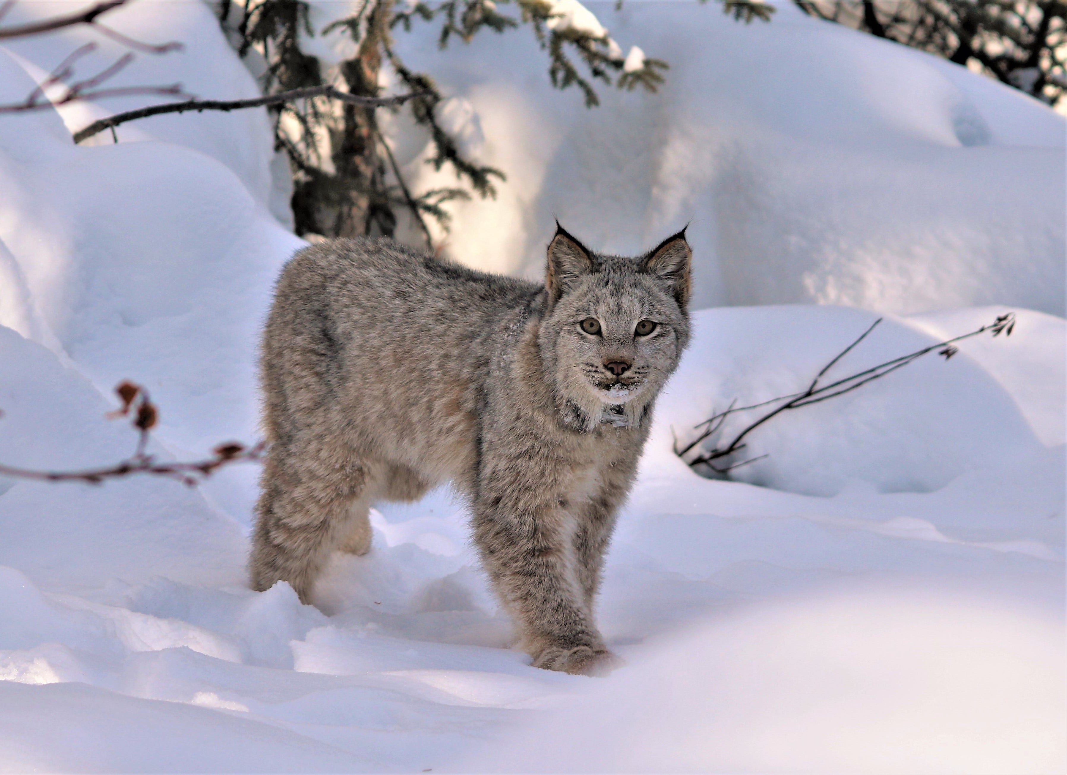 A Glimpse into the Fascinating World of the Canada Lynx