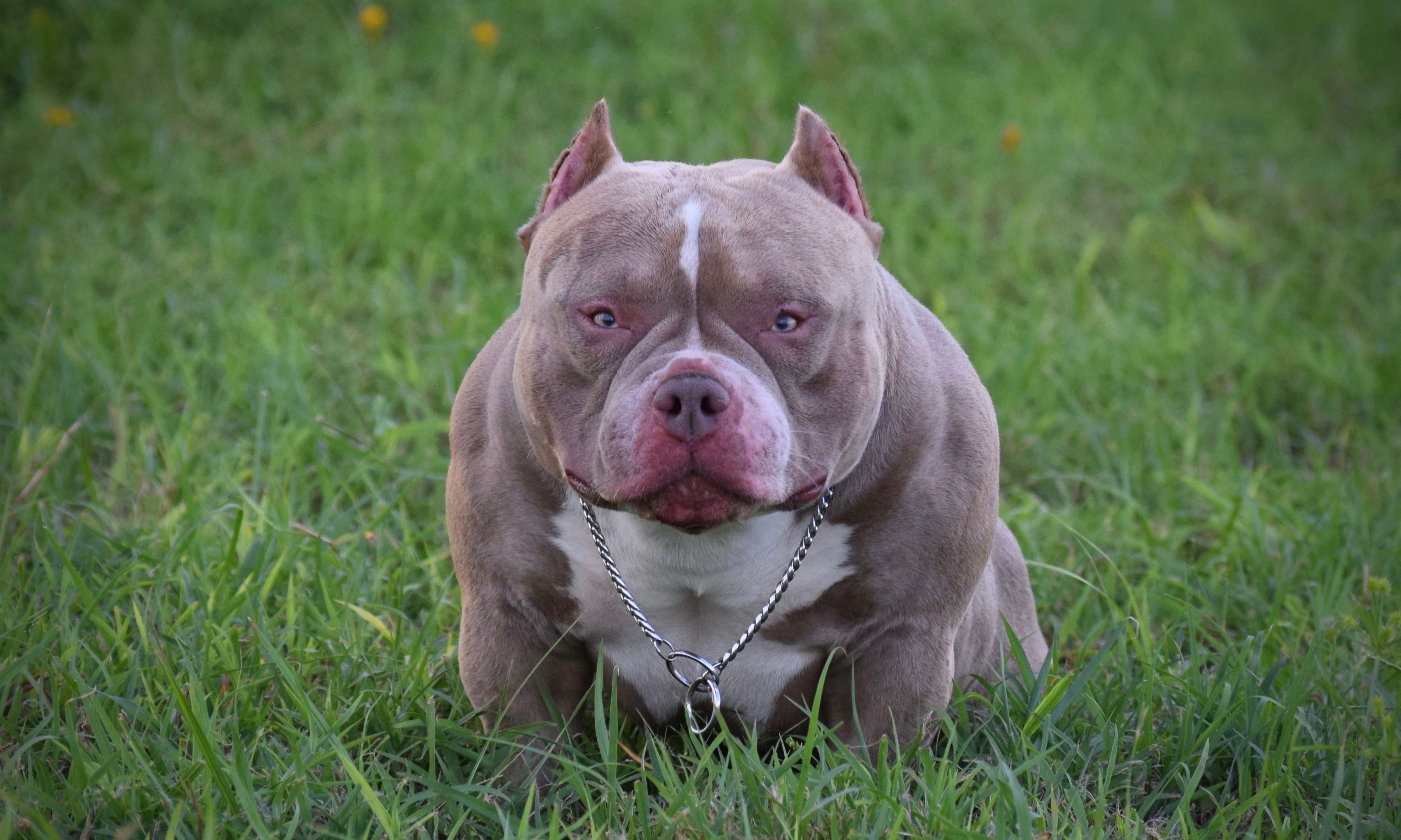AMERICAN BULLY BREEDINGS THE BEST POCKET BULLY PUPPIES FOR SALE by