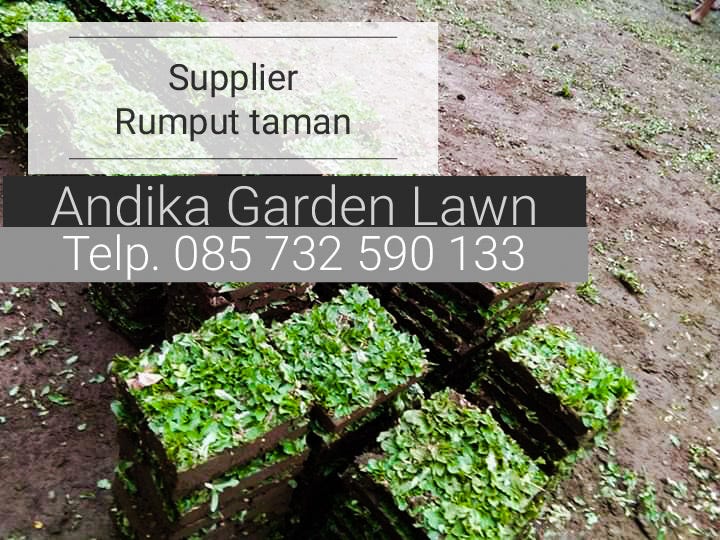 Harga Rumput Gajah Mini Wonogiri, Tlp. 0857–3259–0133, -ANDIKA GARDEN LAWN  | by Biaya Rumput Gajah Mini, Tlp. +62 857–3259–0133 | Medium