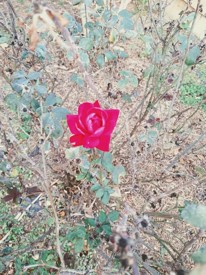 After the Rose — Don’t Cancel the Relationship by Betsy Lazary Ern Medium