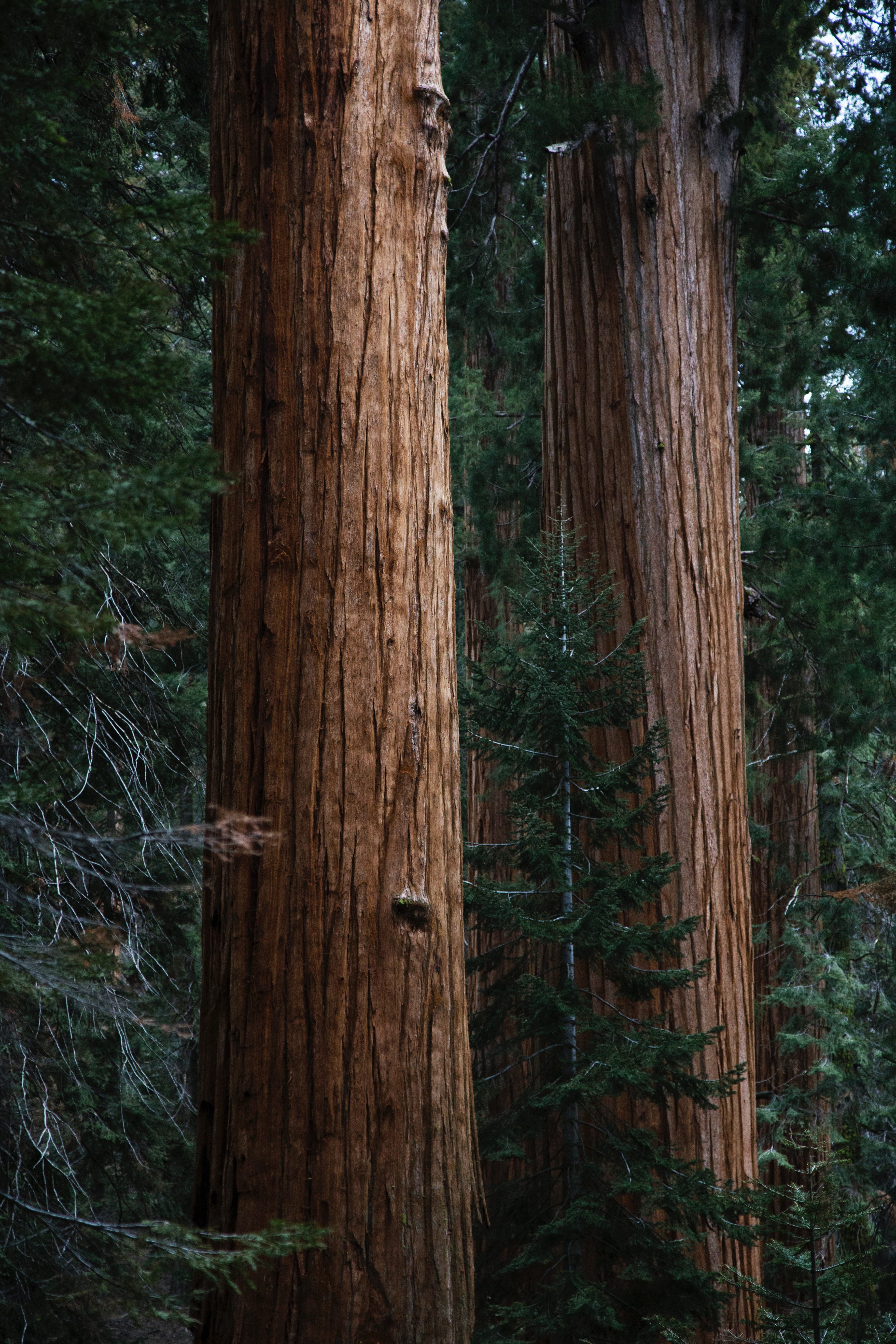The Tallest Trees in the World. For those of us who love the woods… by Candide Medium