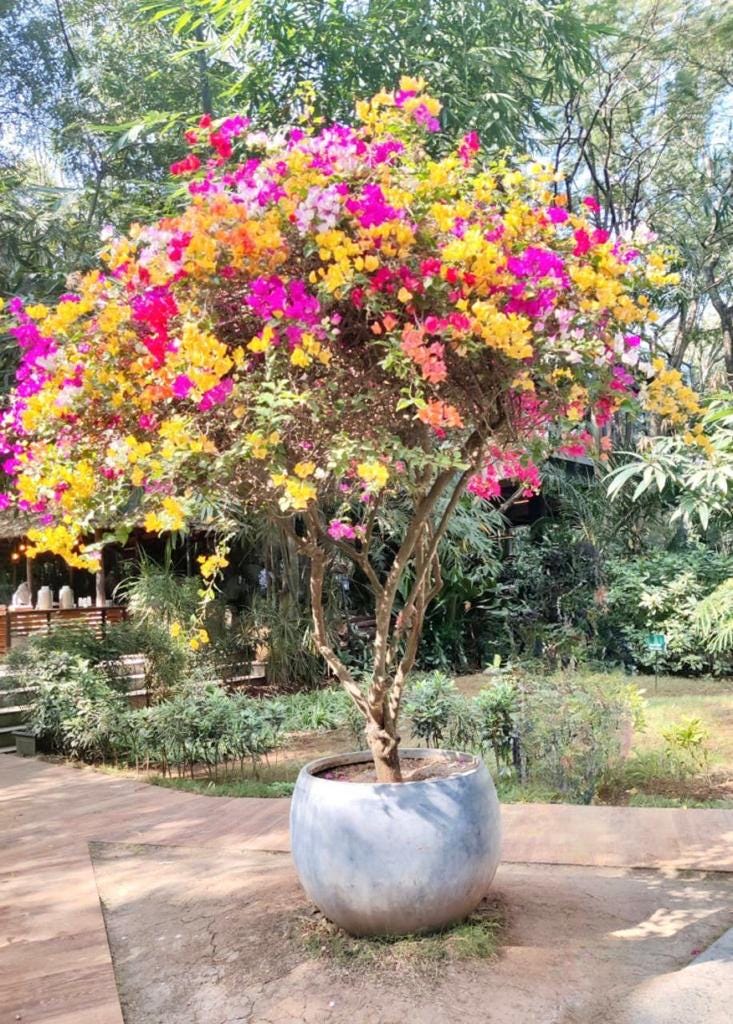 Bringing Joy To Life The Power Of Blooming Flowers. by Shubha Apte