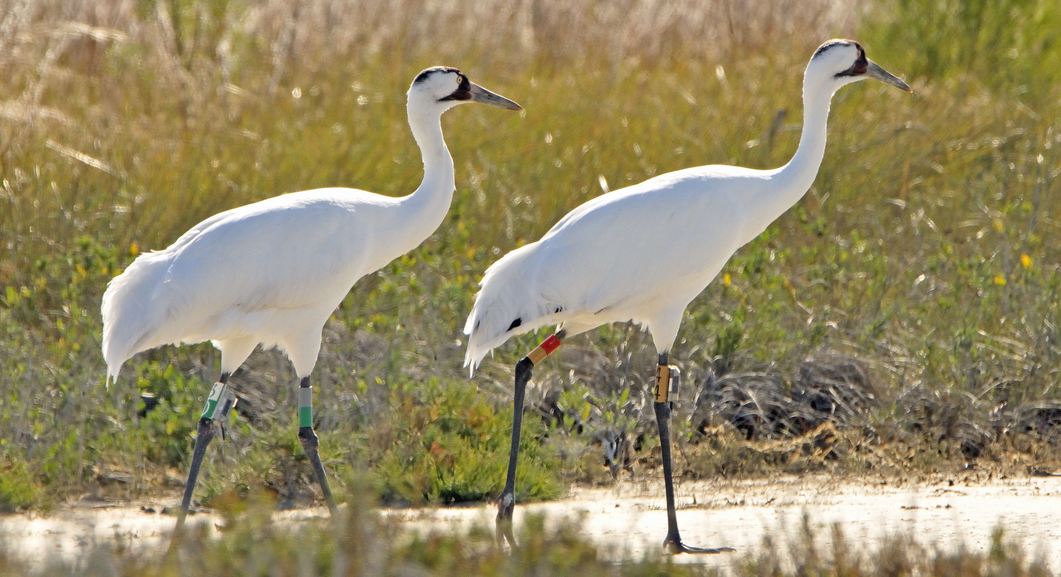 Counting the Wild Whoopers. Whooping cranes are the rarest crane… by U.S. Fish and Wildlife