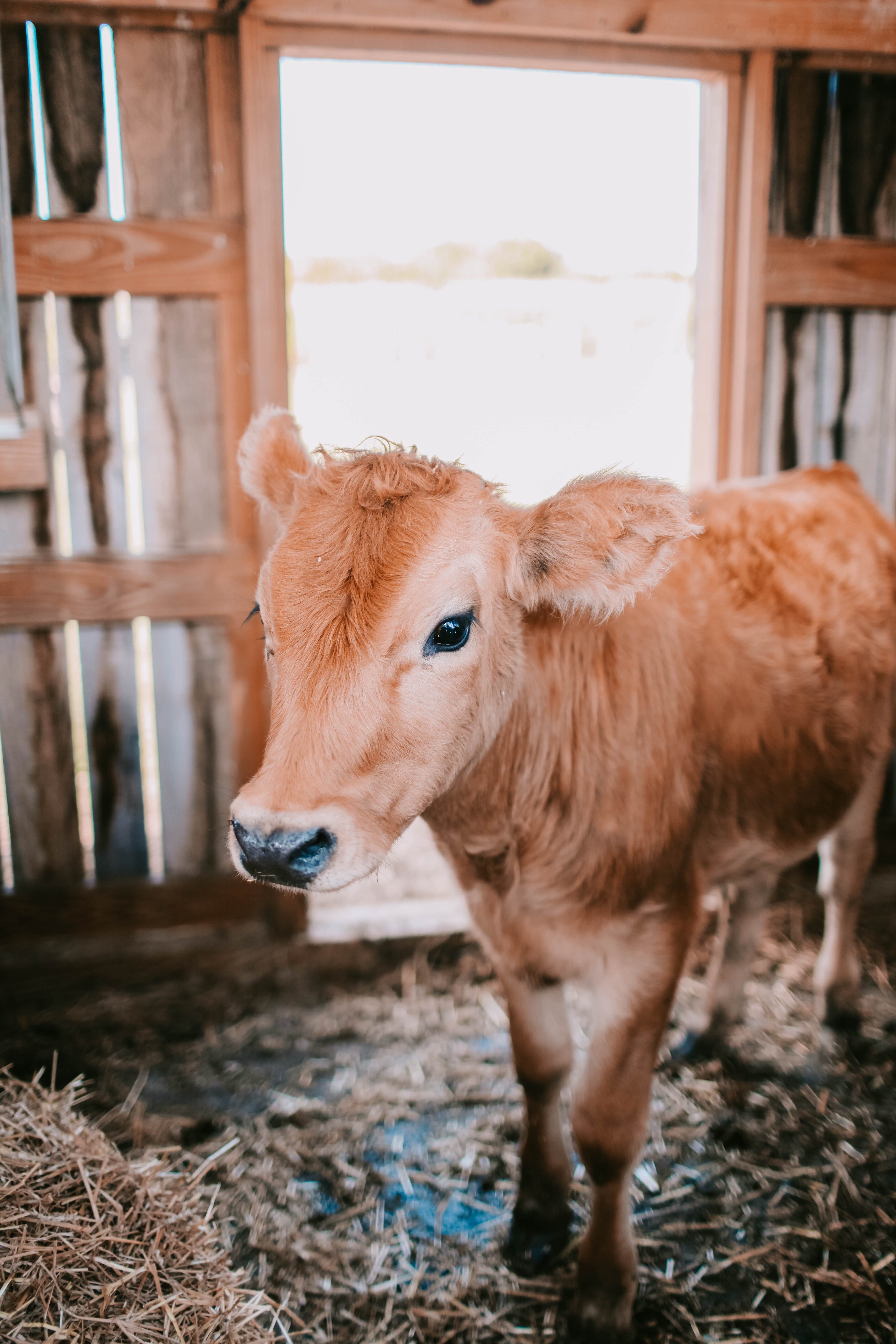 Feminists Should Care About What Happens to Dairy Cows