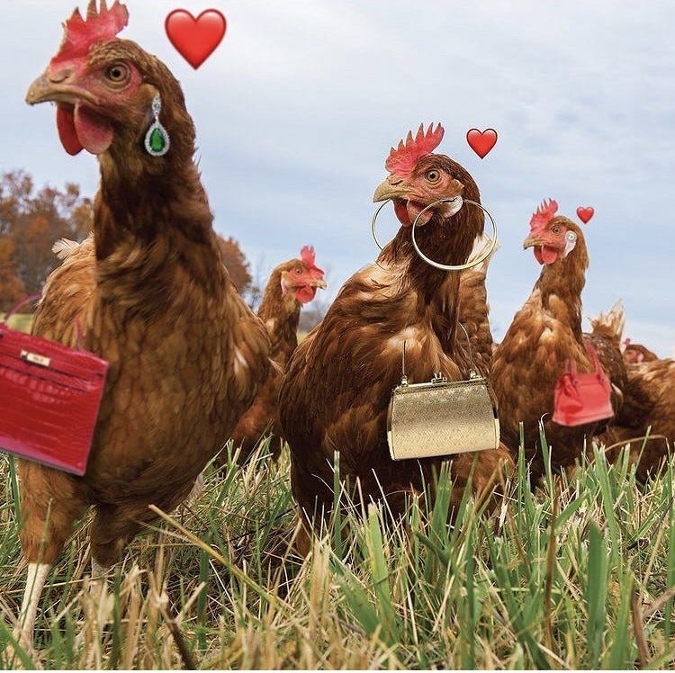 Making Extra Money With Chickens. When considering to start a new… by