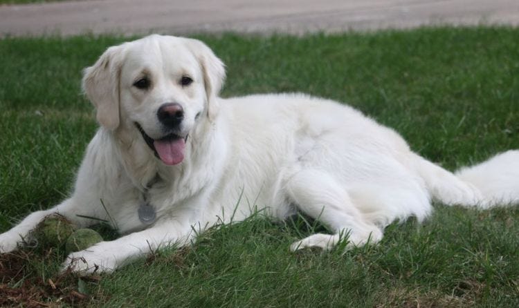 boggieboardcottage English Cream Golden Retriever Puppies Near Me