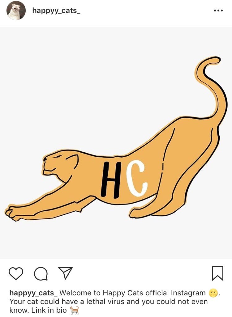 Seven ways to properly take care of a FIV+ cat 🐈 by Nicolás Pinilla