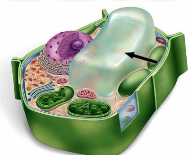 The Central Vacuole. . The marvelous central vacuole has
