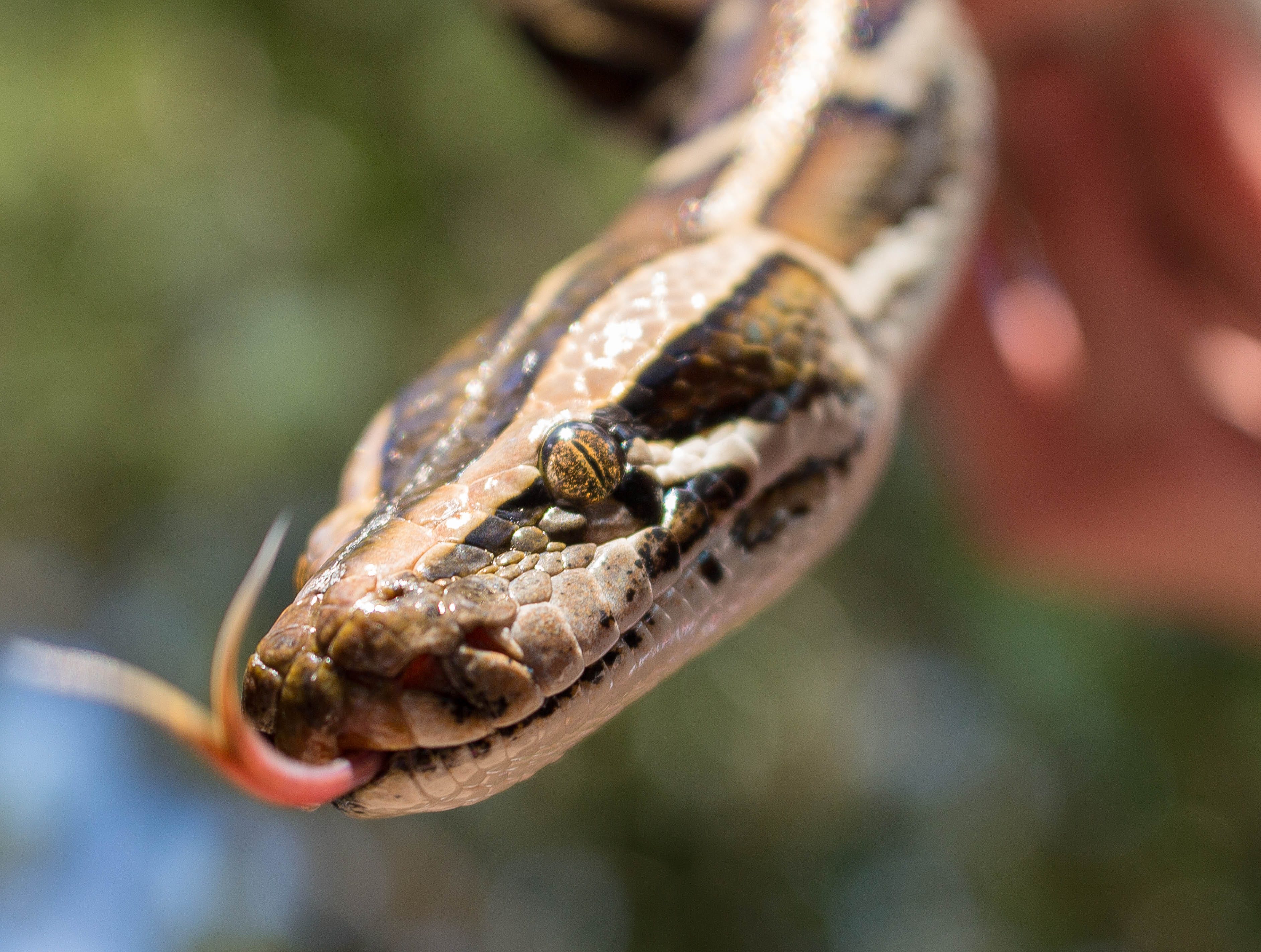 Burmese python hatchlings on the move Environmental Science