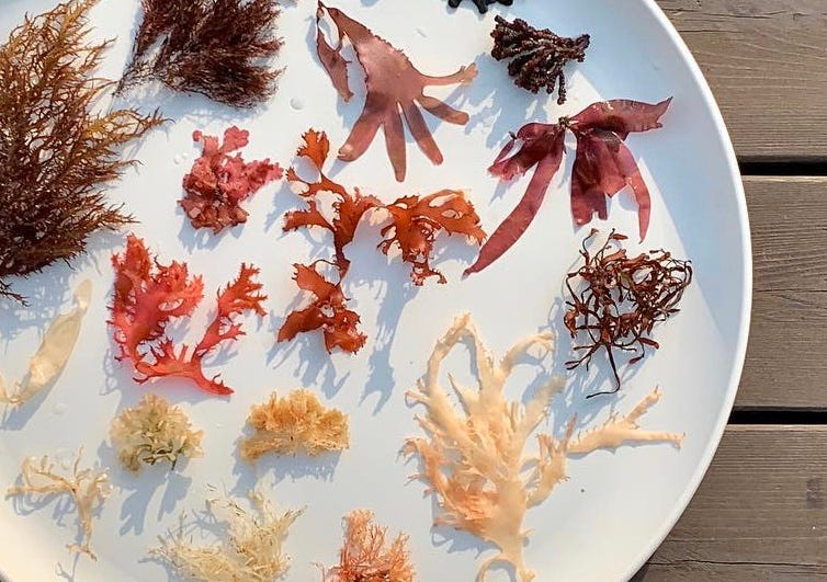 Seven Amazing & Eco Friendly Uses of Seaweed Good for you and the by Teatis Tea