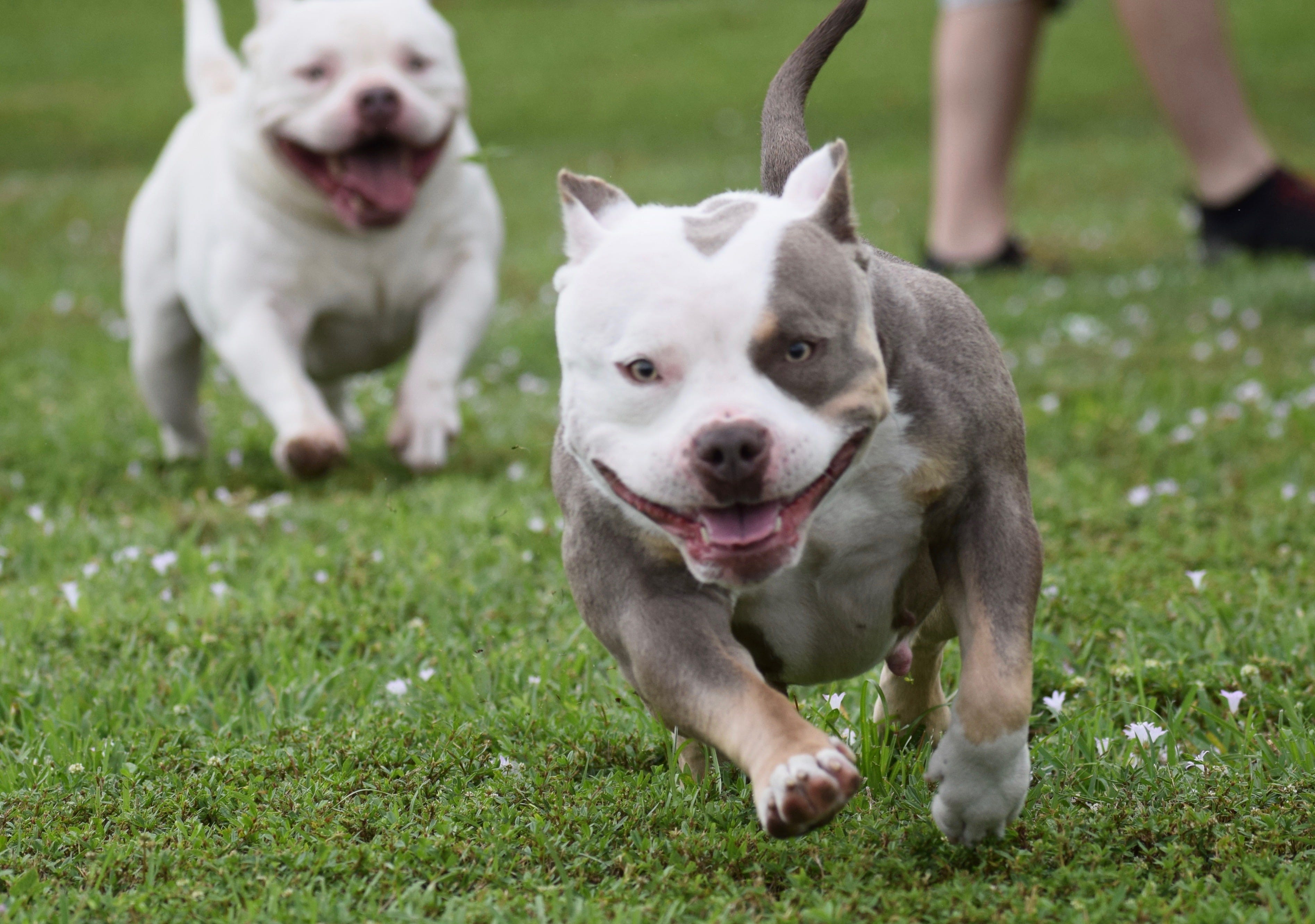 TOP AMERICAN BULLY BREEDING BEST EXTREME BUILD POCKET AMERICAN BULLY
