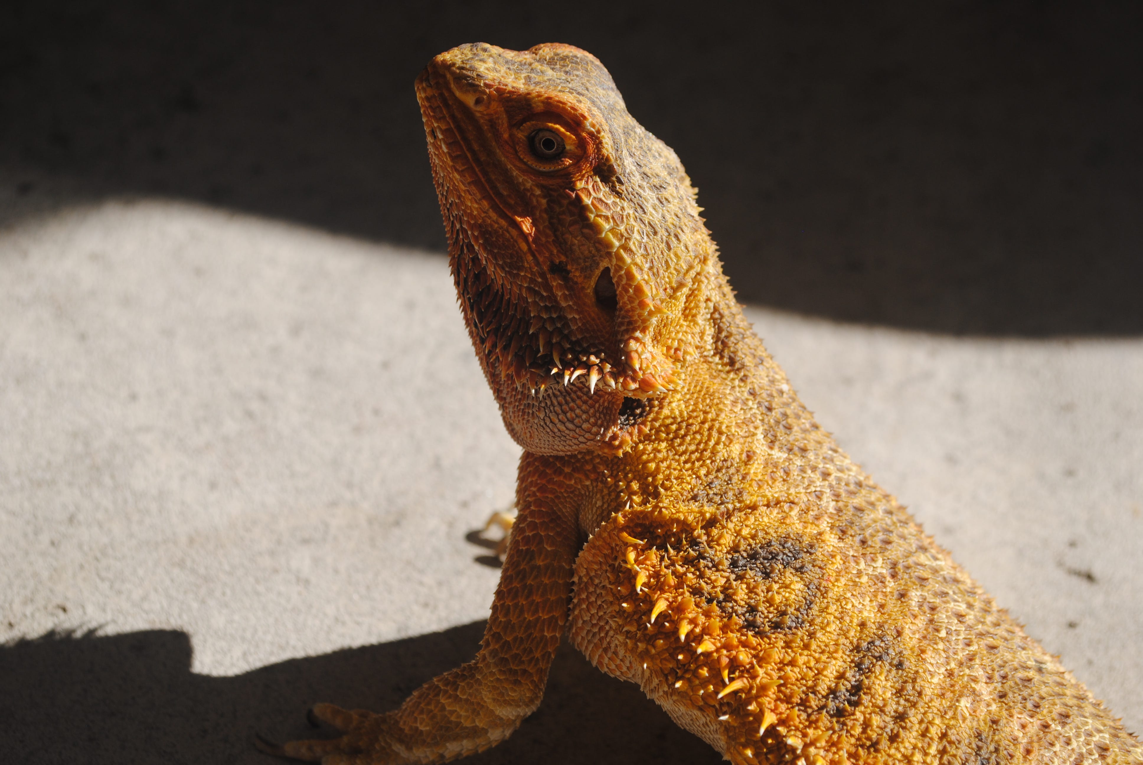 Blue Tongue Skink vs. Bearded Dragon by persive le Medium