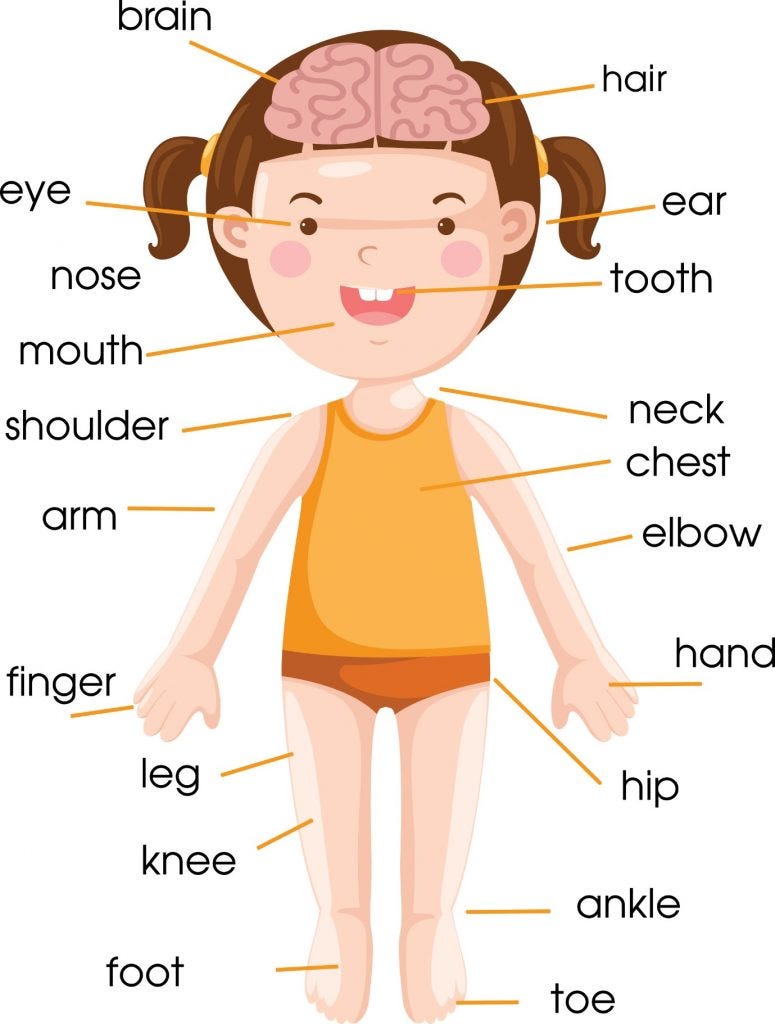 ร่างกายองเราภาษาอังกฤษ เปรี้ยว วว. Medium
