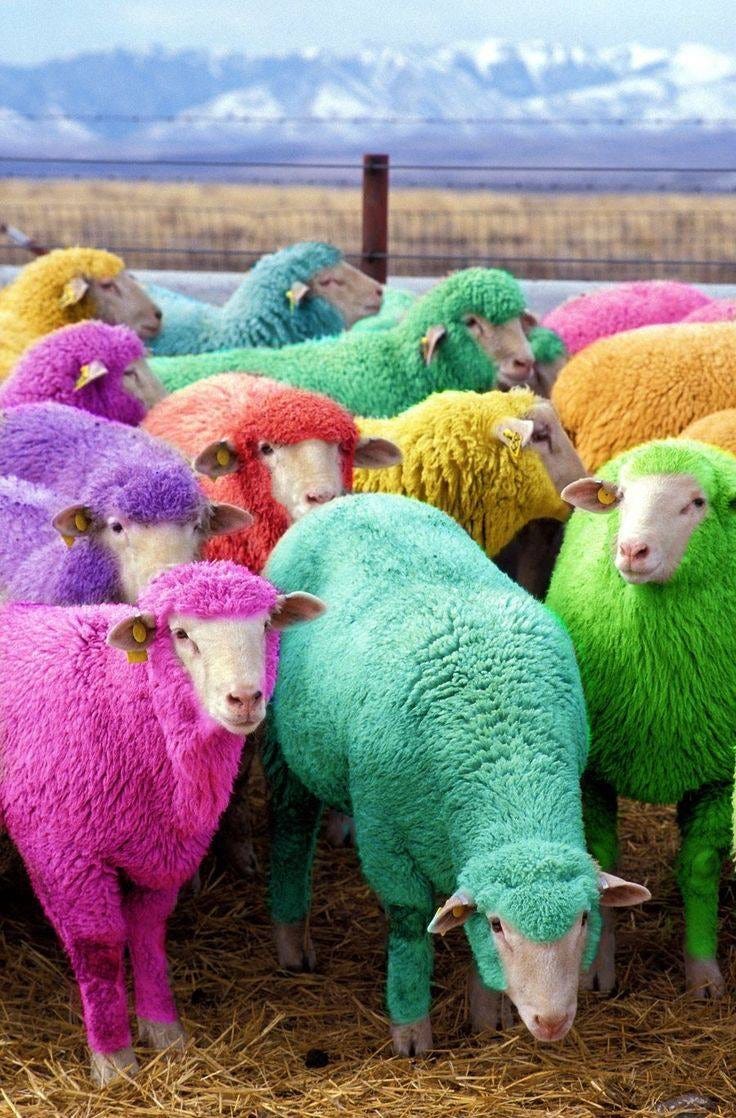 Rainbow Sheep. I loved sheep. They are one of the most… by Kristy