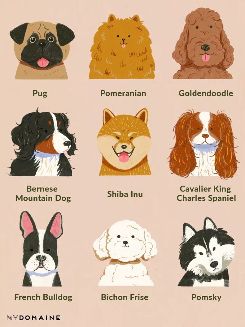 Cnn Transfer Learning For Predicting Dog's Breed | By Raghu Chandan | The Startup | Medium