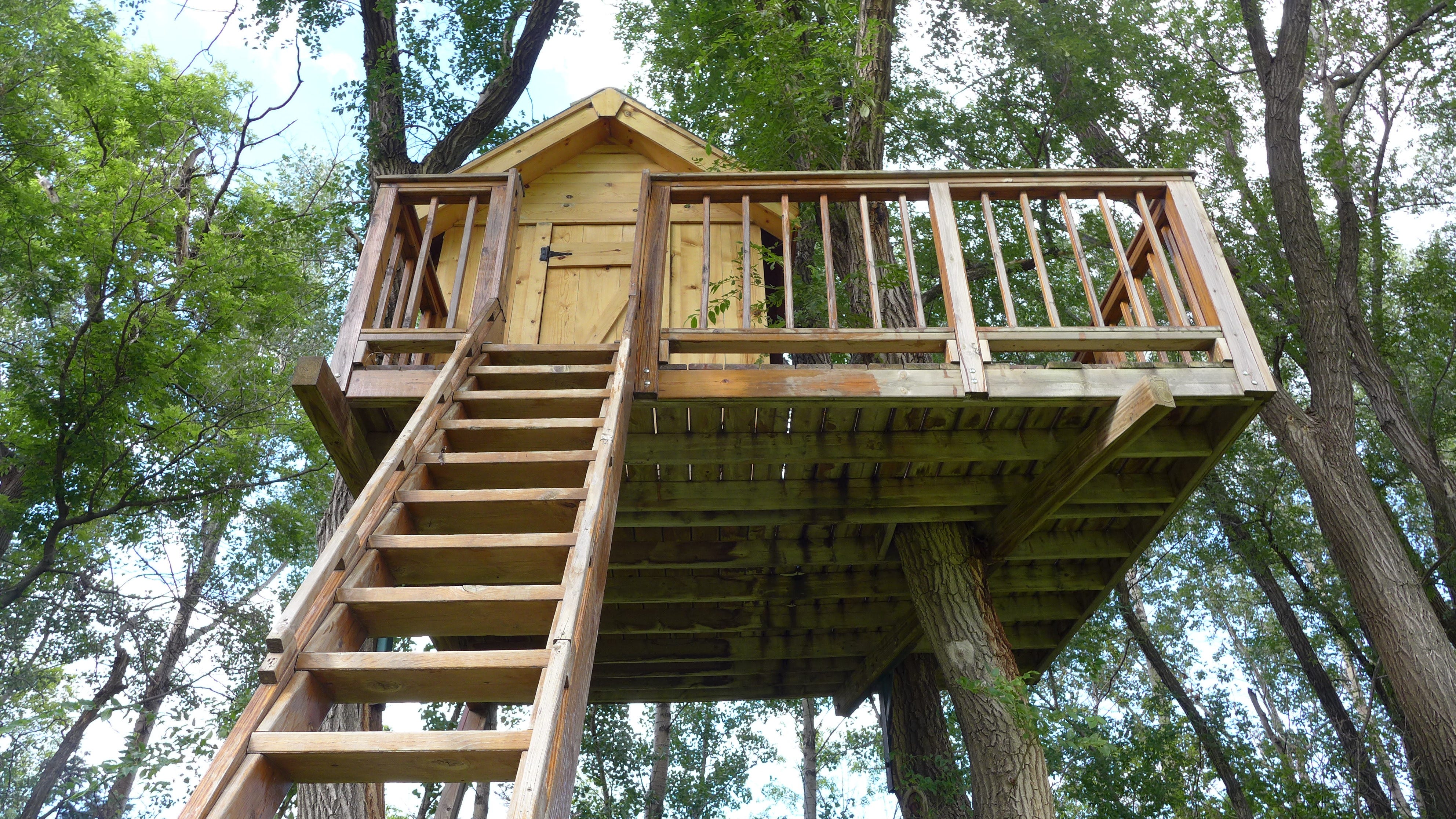 The Best Trees For Building Treehouses by Sara Thompson