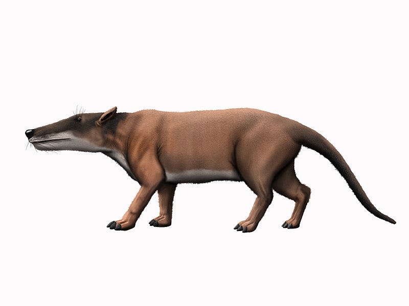 The LandLiving Ancestors of Whales by Juan Anomalocaris Monotreme