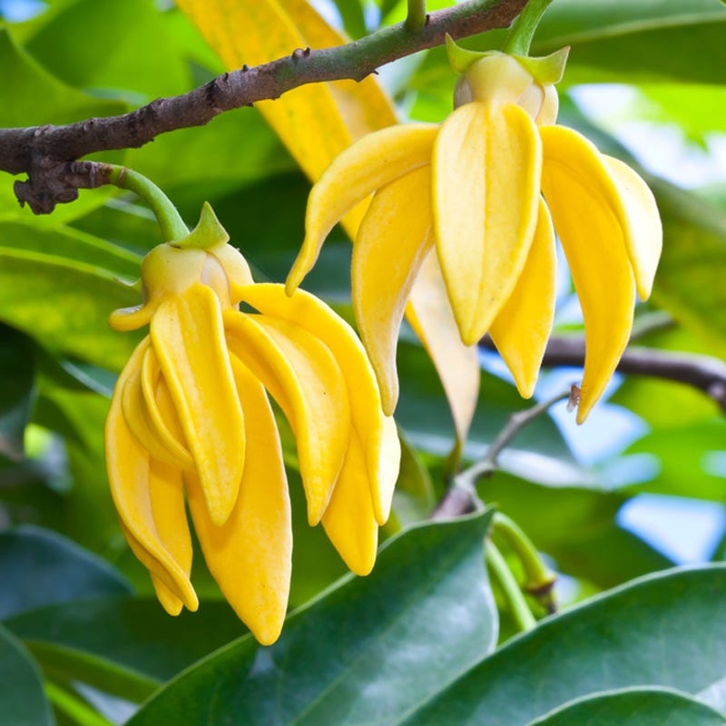 What do you know about Ylang Ylang? by Shia Skin Care Medium