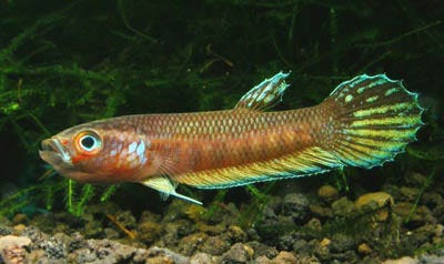 6 Jensi Ikan Cupang Alam (Wild Betta) | by ikancupangku.com | Medium