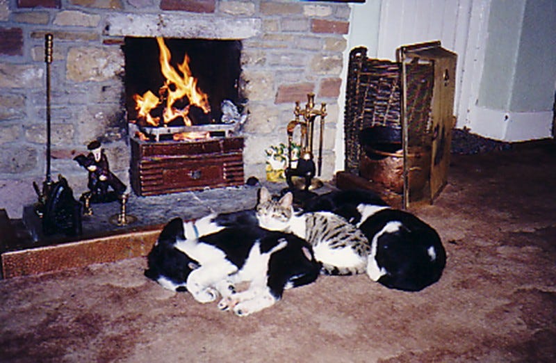 Cat Crazy. Moving cats to new home by Harry Hogg Be Open Medium