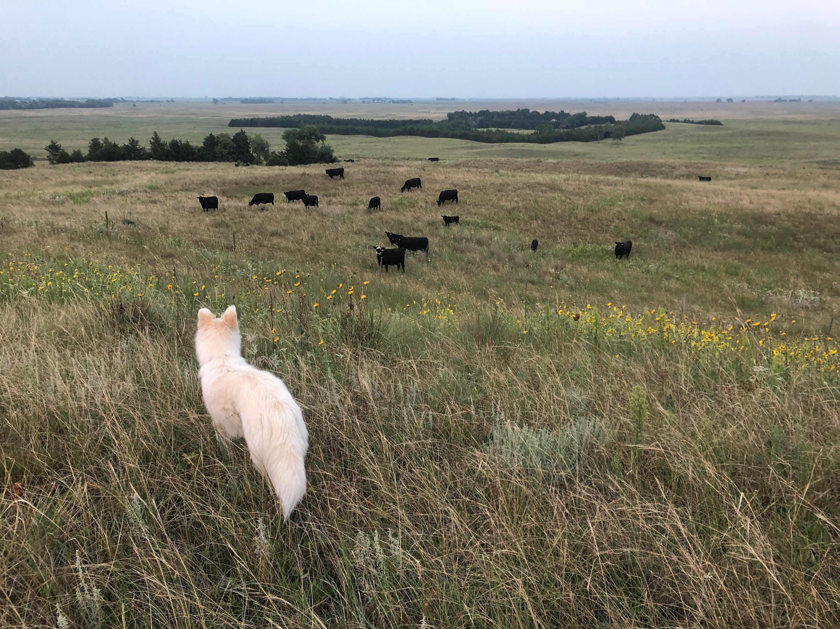 Prairie Sage and Smoke in the Nebraska Sandhills by Bart Schaneman