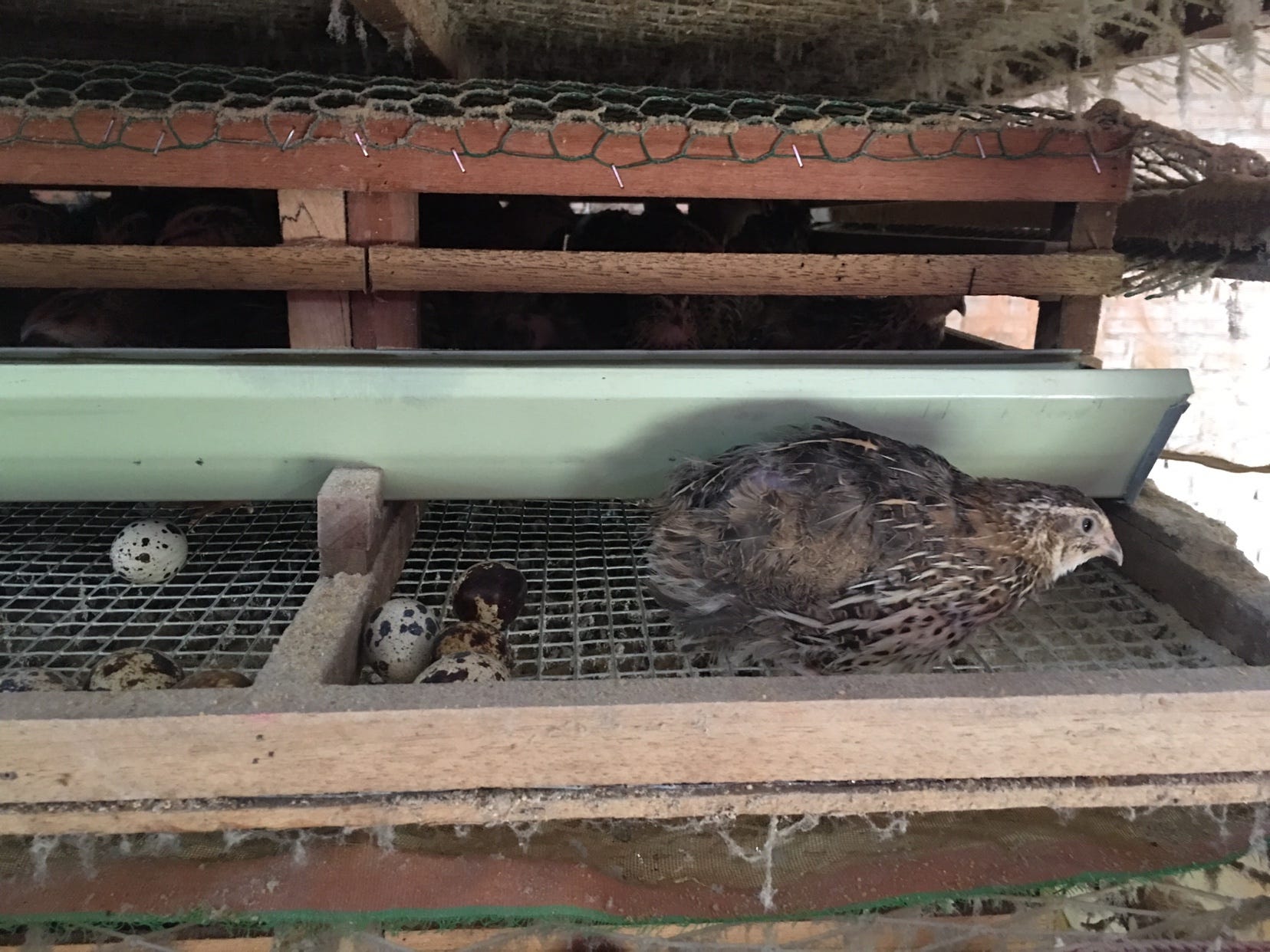 A Quail Farm in Vietnam. Yesterday, I went to visit my cousin… by