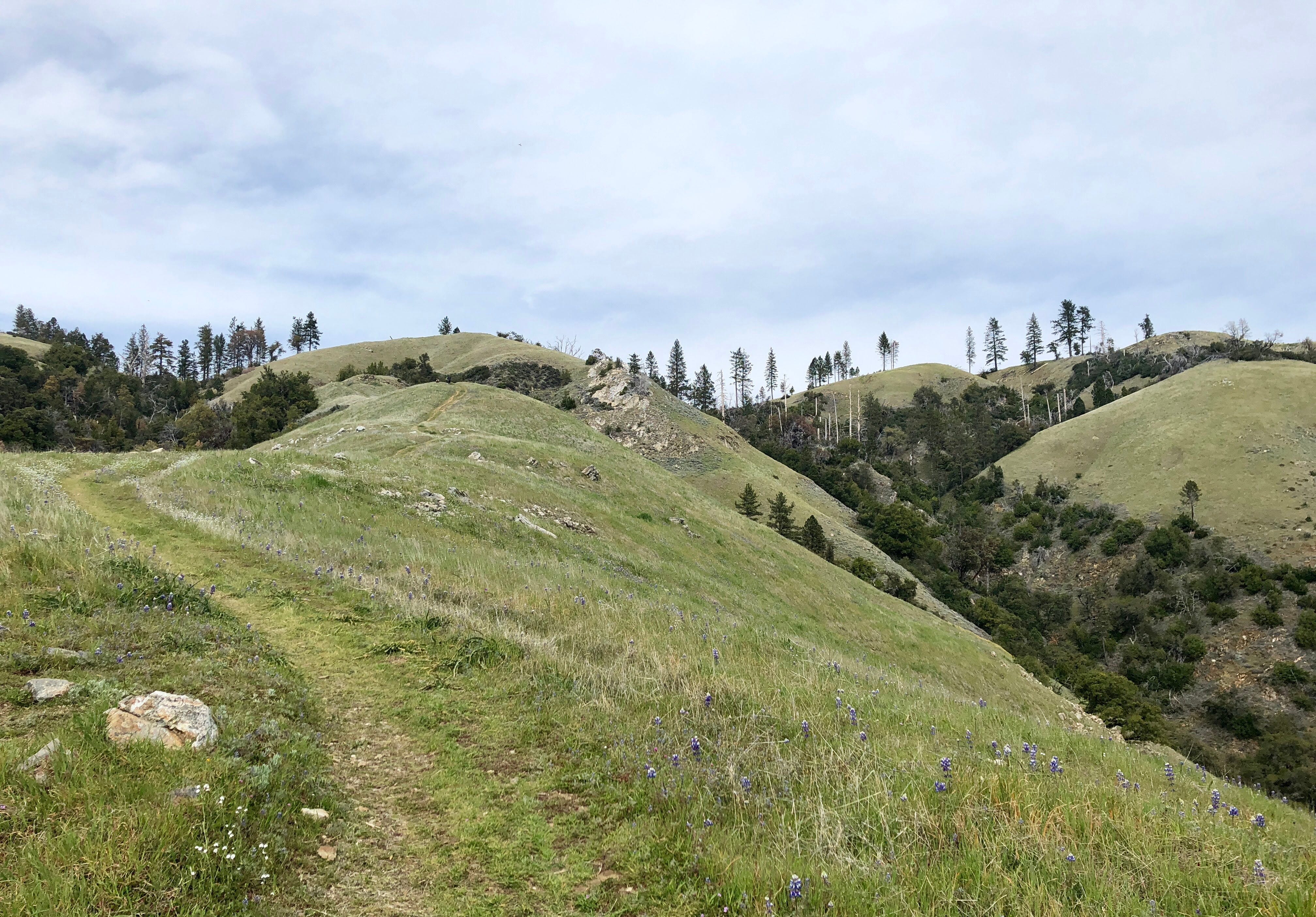 Boronda Trail to Timber Top Camp, Big Sur by Fiona Foster Bay Area