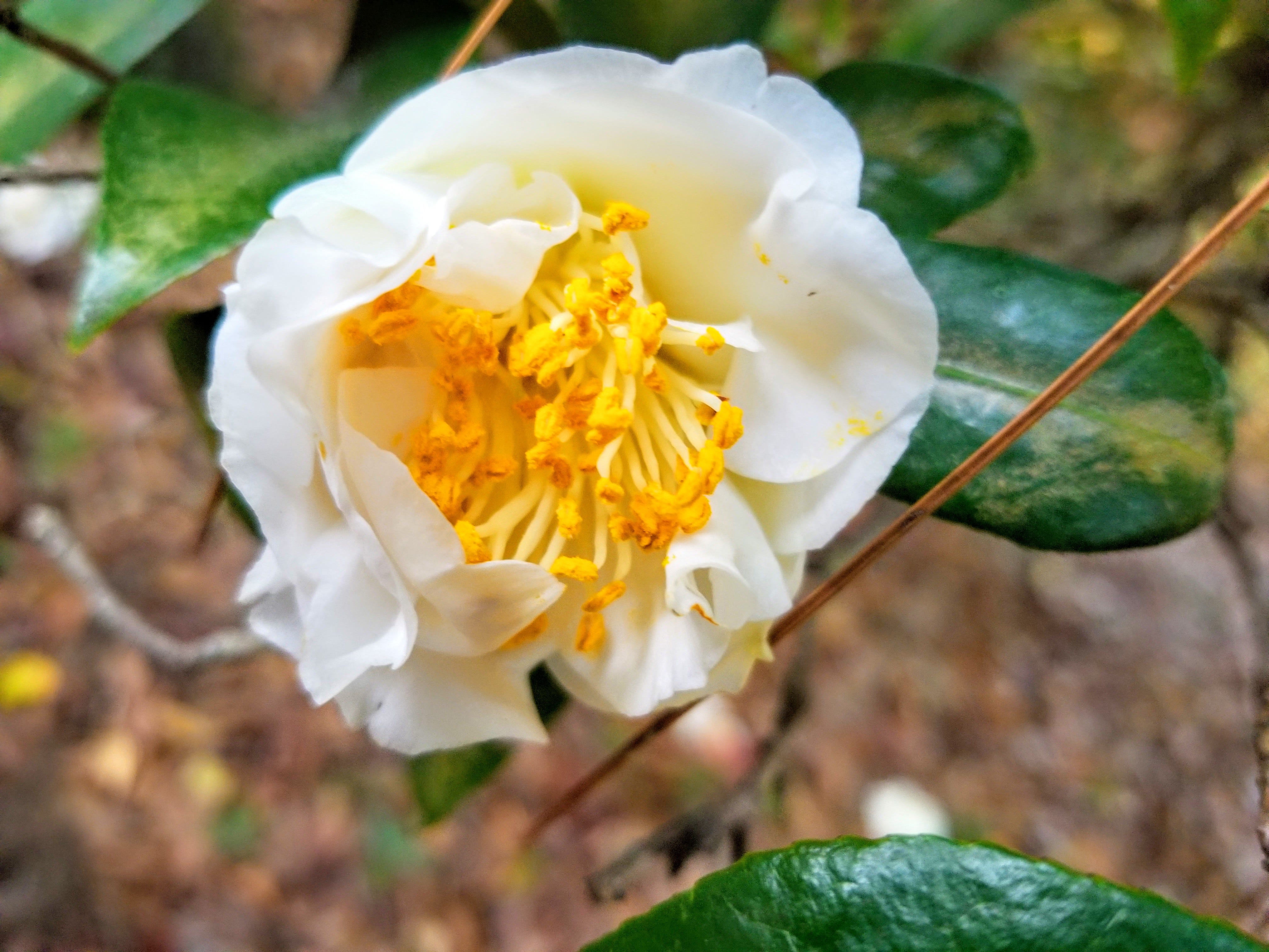 Camellias. Winter flowers in bloom by SNAPSHOTS Medium