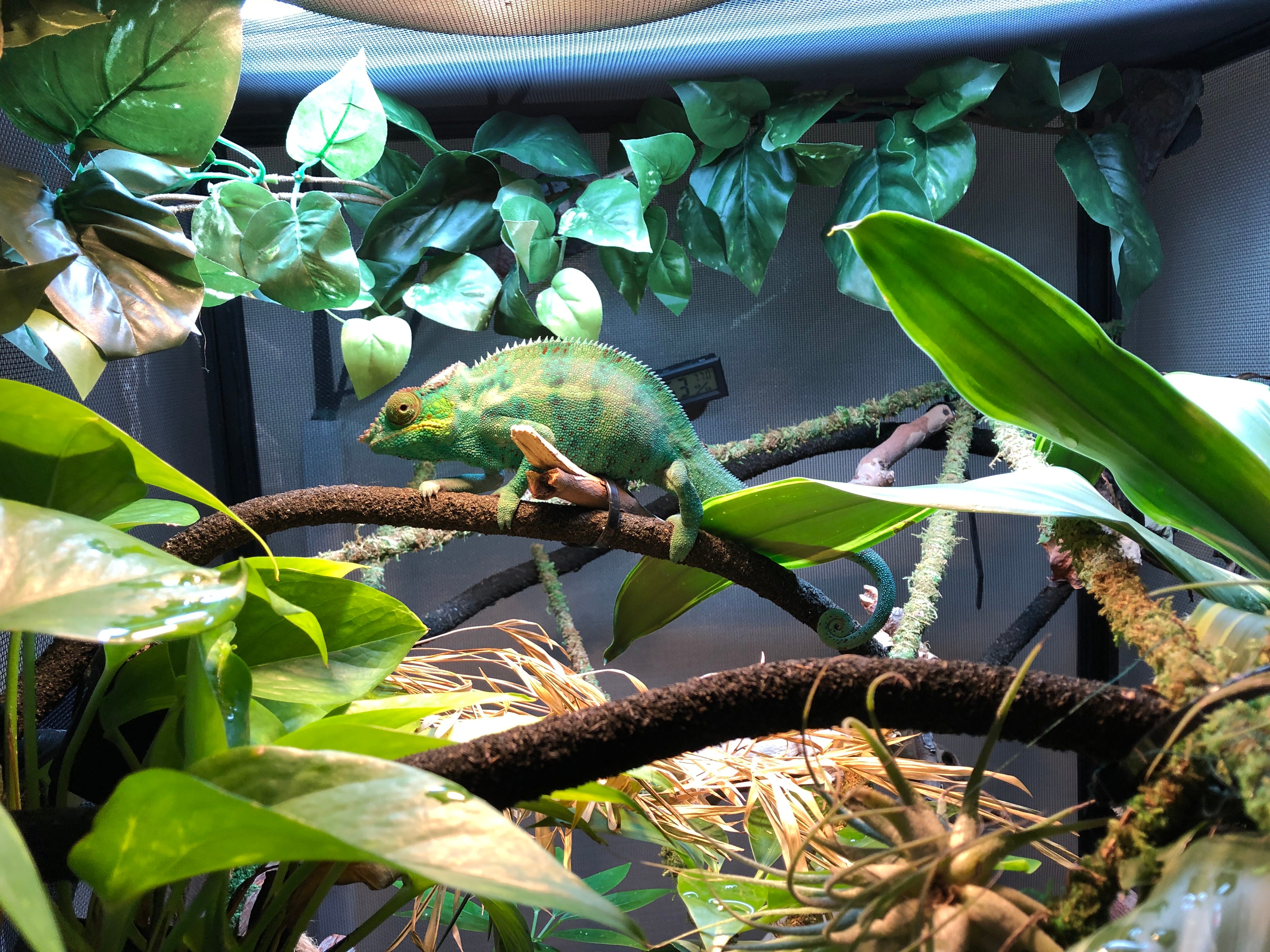 Beginners Guide on Panther Chameleon Care Habitats by David Lee Medium