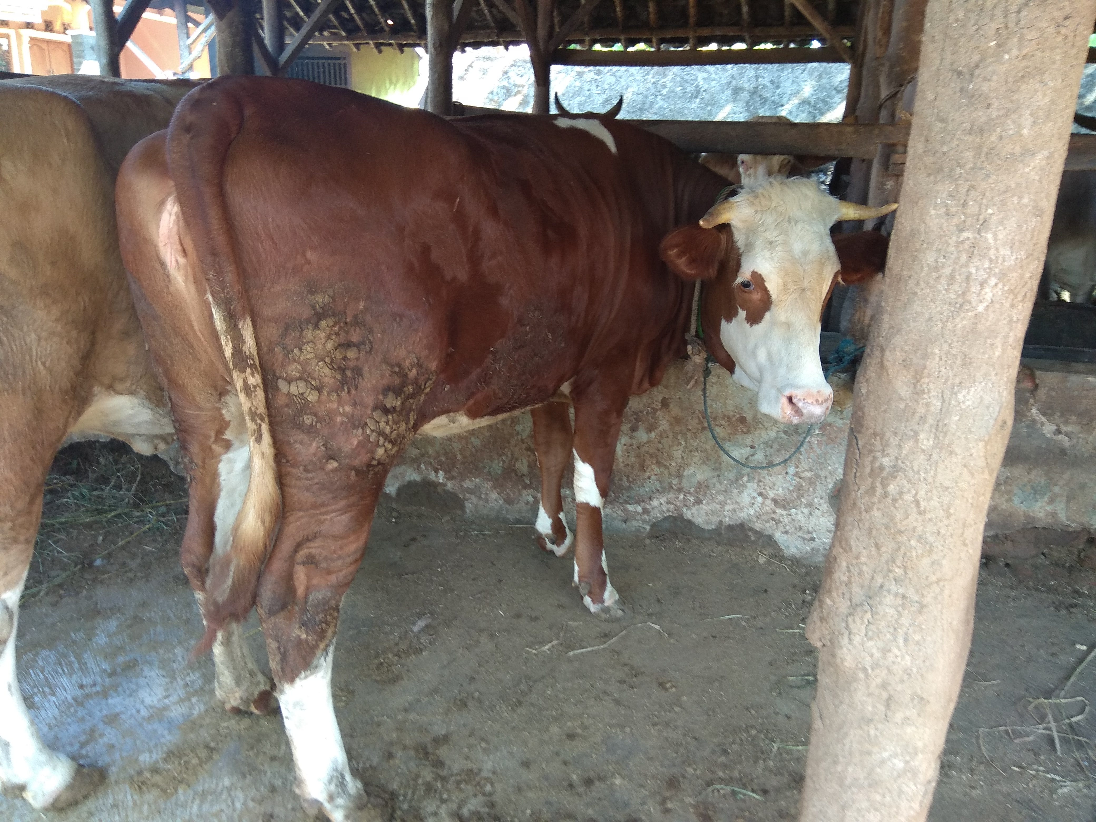 Jual Bibit Sapi Simental Harga Kita