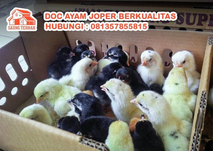 Jual Doc Ayam Petelur Kediri Sumber Belajar