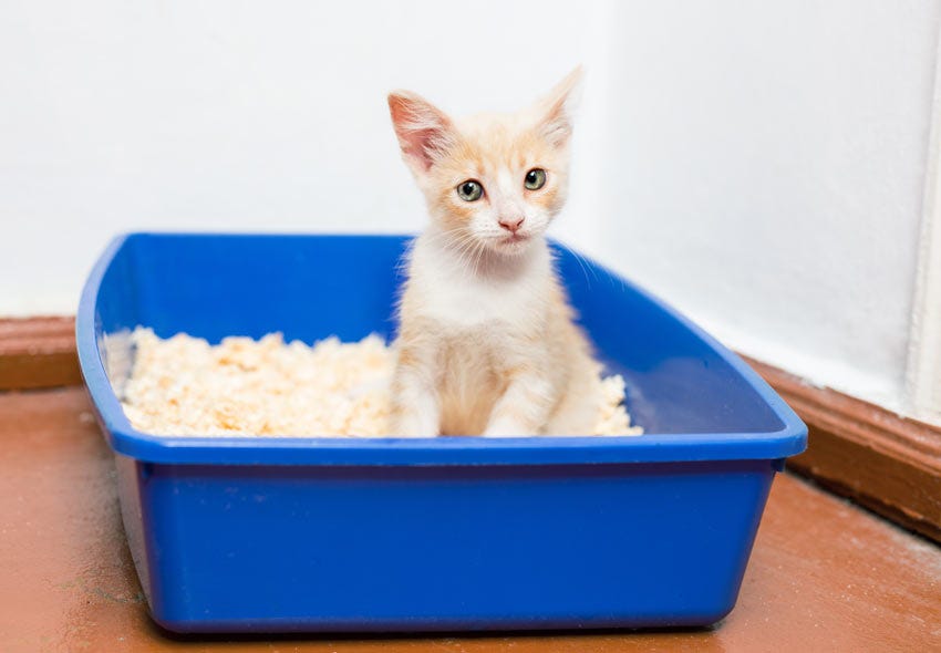 Fear of Cats — How to a Phobia of Cats Easily by Cat Litter