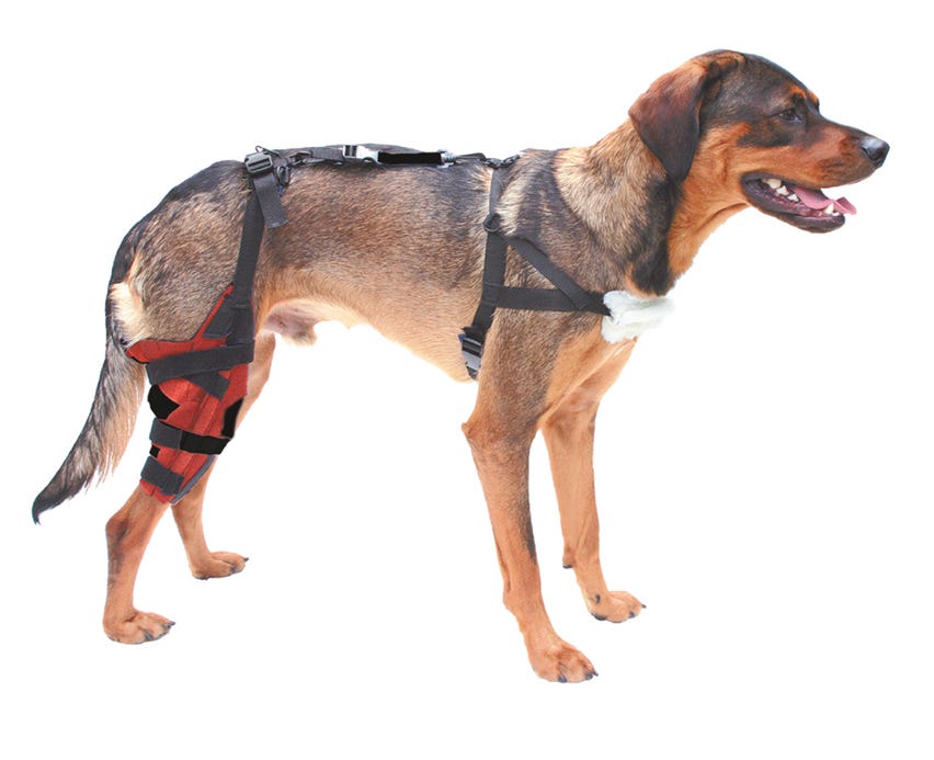 A NonSurgical Approach to My Dog’s ACL Tear Brace Time by Wound Wear, Inc. Medium