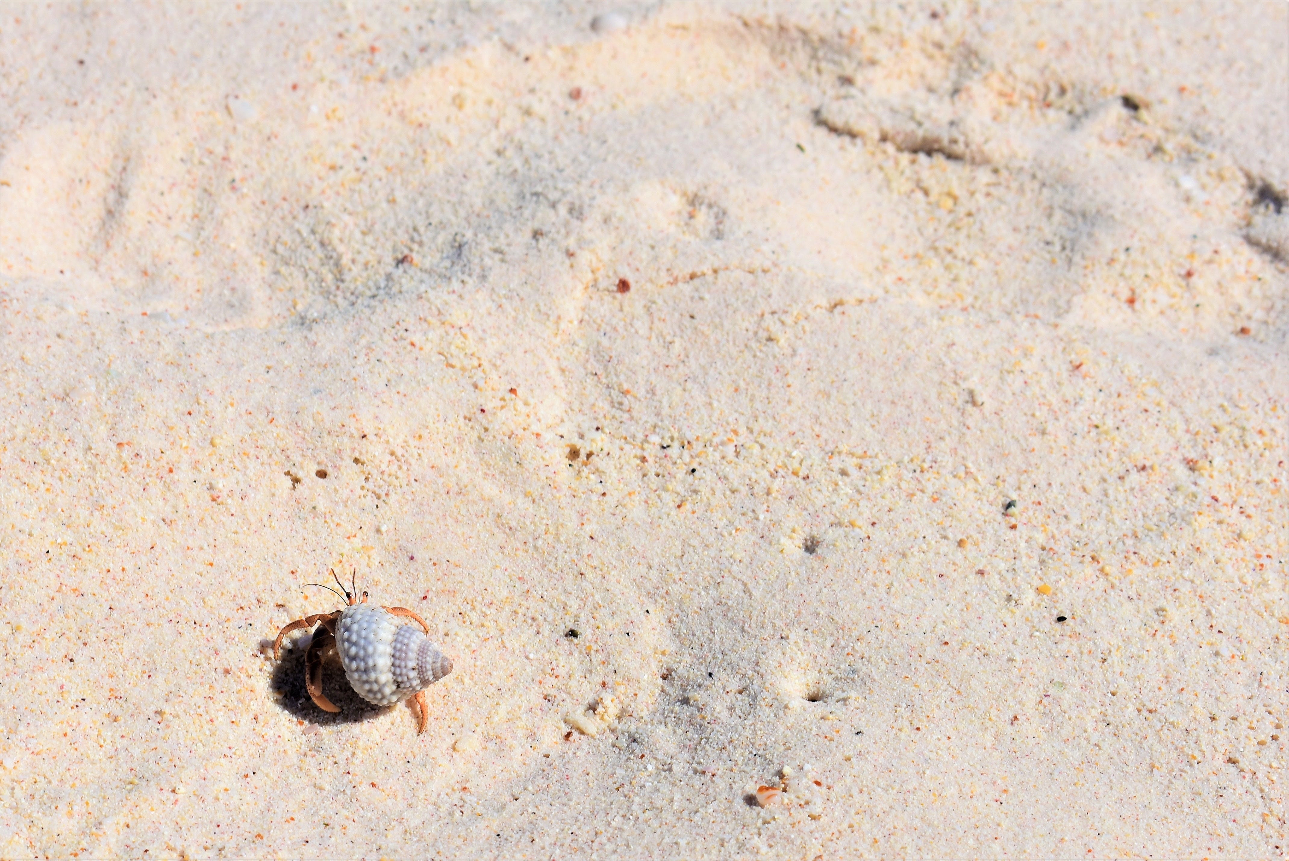 On imposters, broken egg shells and monsters under the bed by Janith