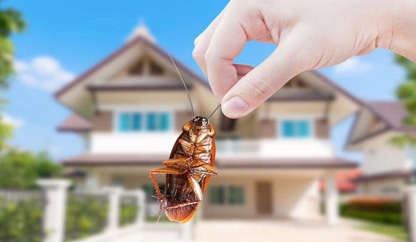 How To Get Rid of Flying Bugs in House? by Digital Satyam Oct, 2021
