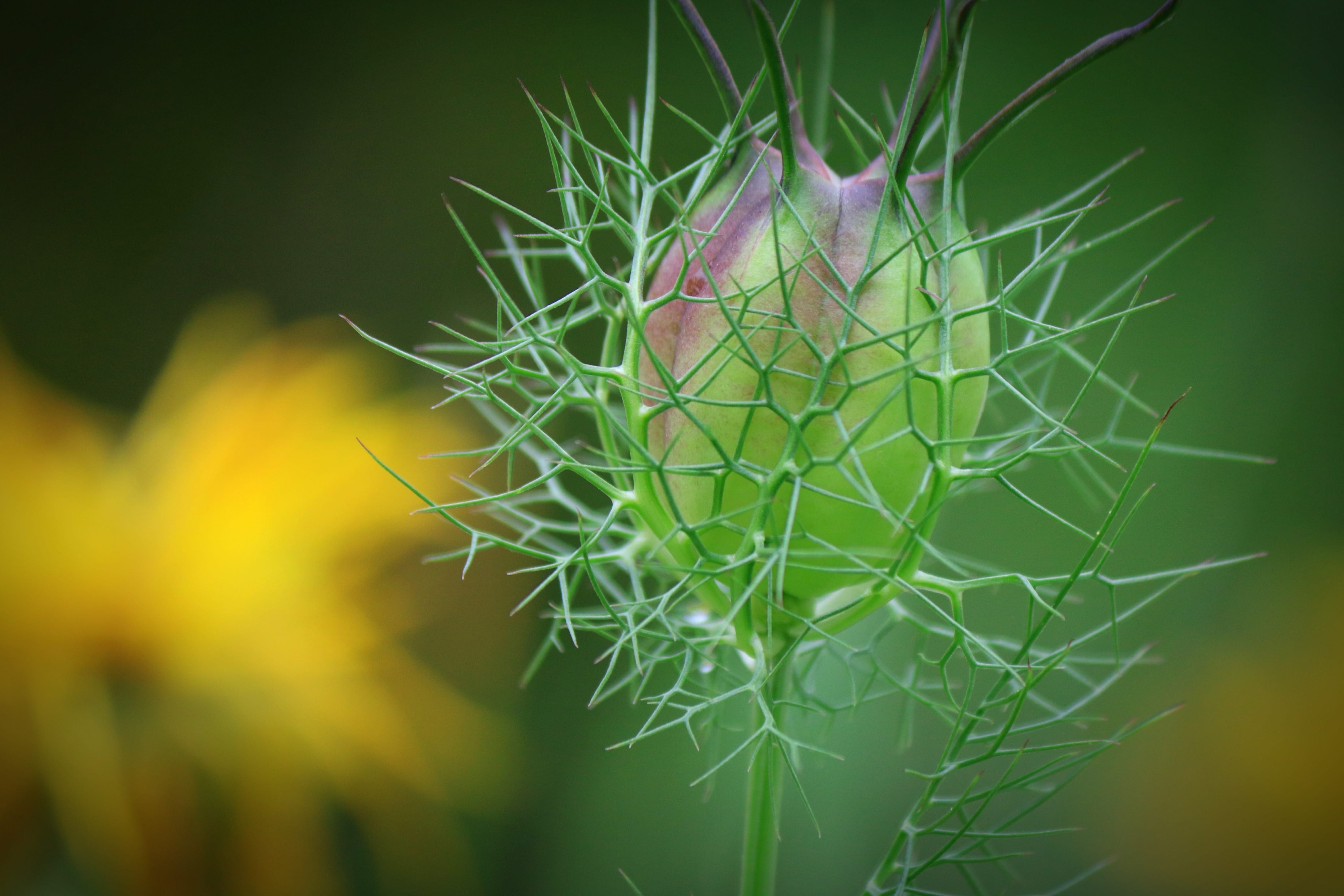 Wildflowers are Flowers Too. And the home of countless pollinators by