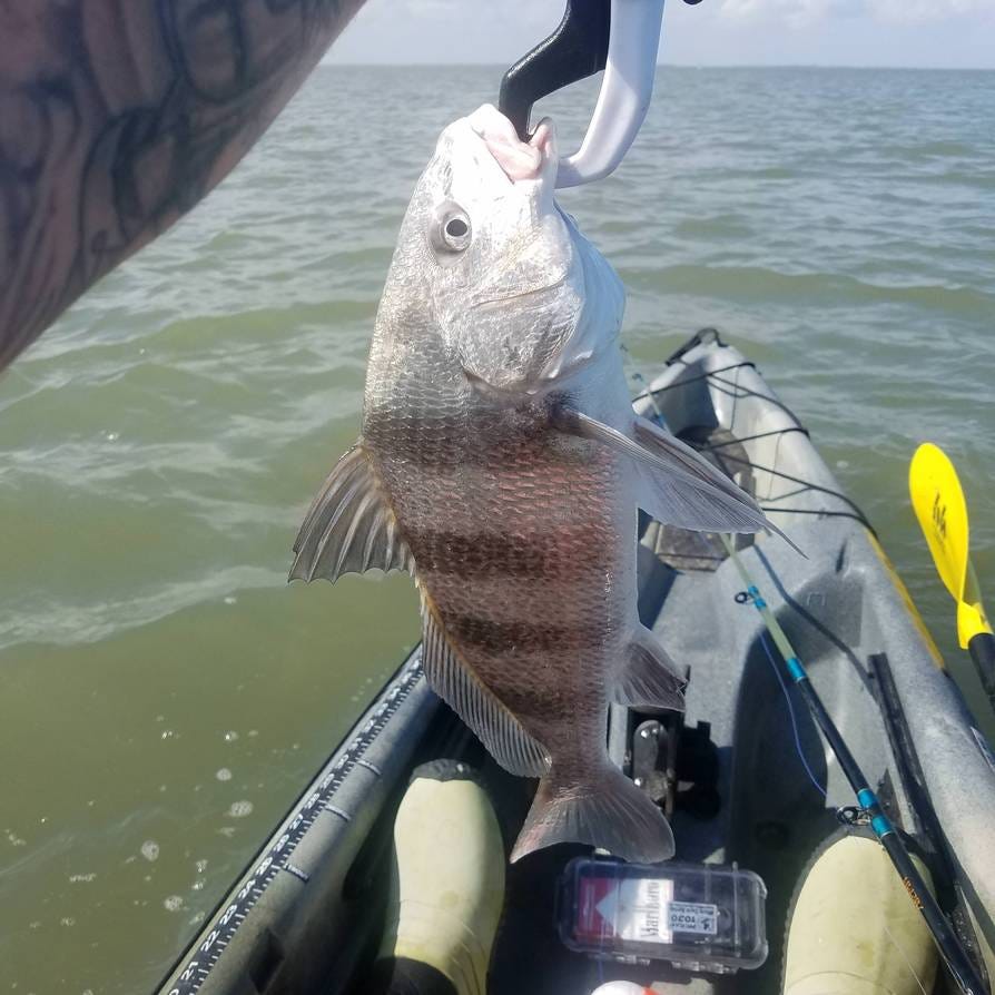 Black Drum fish amazing Facts. As an entertaining angler it very… by