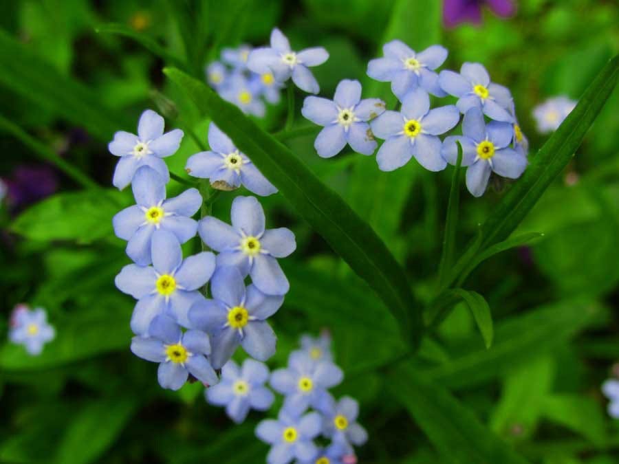 For Spring. dominate the Spring… by