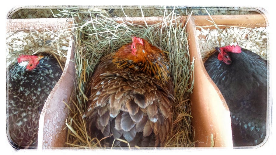 On being broody. Your hen won’t stop sitting on her… by Monica
