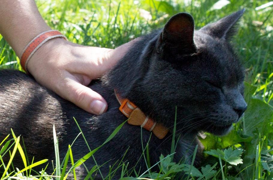 8 unbelievable facts about high blood pressure in cats and proven ways