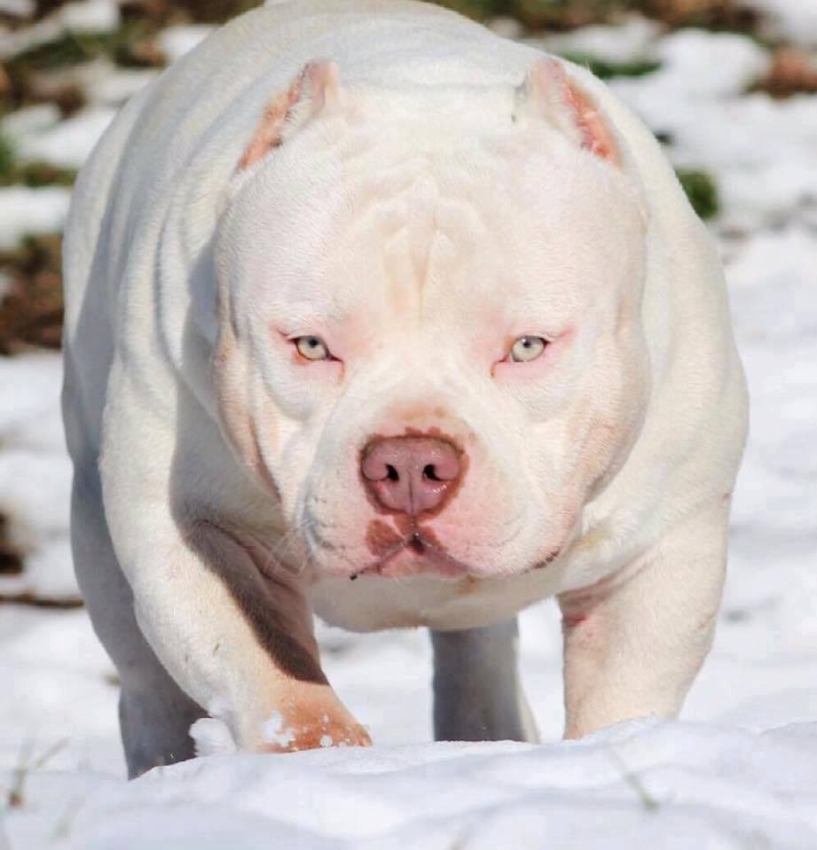 Why We DON’T Breed Merle Dogs.. And You Shouldn’t Either — American
