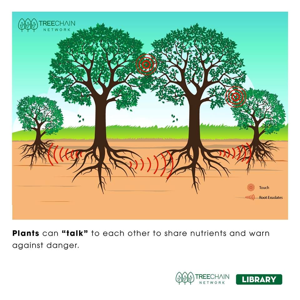Can people communicate with trees through technology? by TREECHAIN