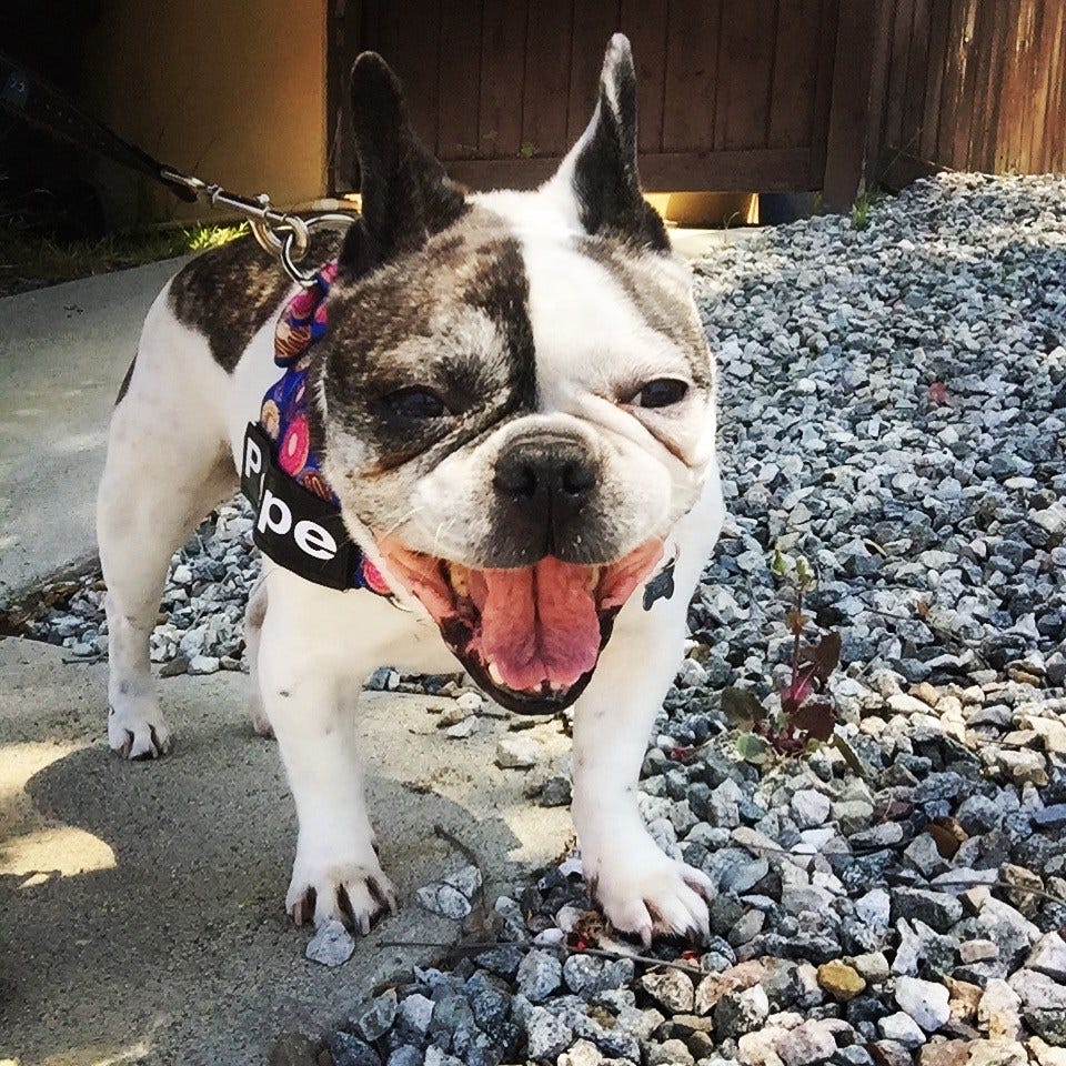 How Many Walks Per Day Does Your Dog Need? by Mry Contreras Medium