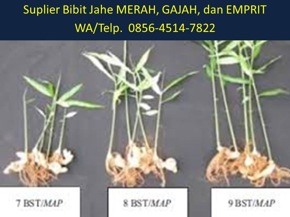 Jual Bibit Jahe Merah Lamongan BIBIT TAMAN