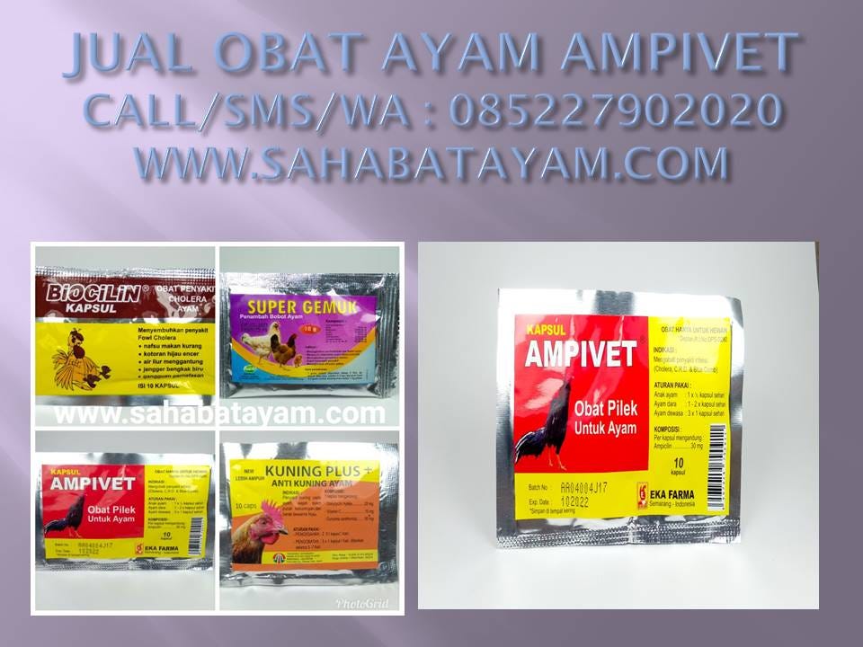 Wa O85 227 9o2o2o Tercanggih Jual Obat Ayam Broiler Ngorok