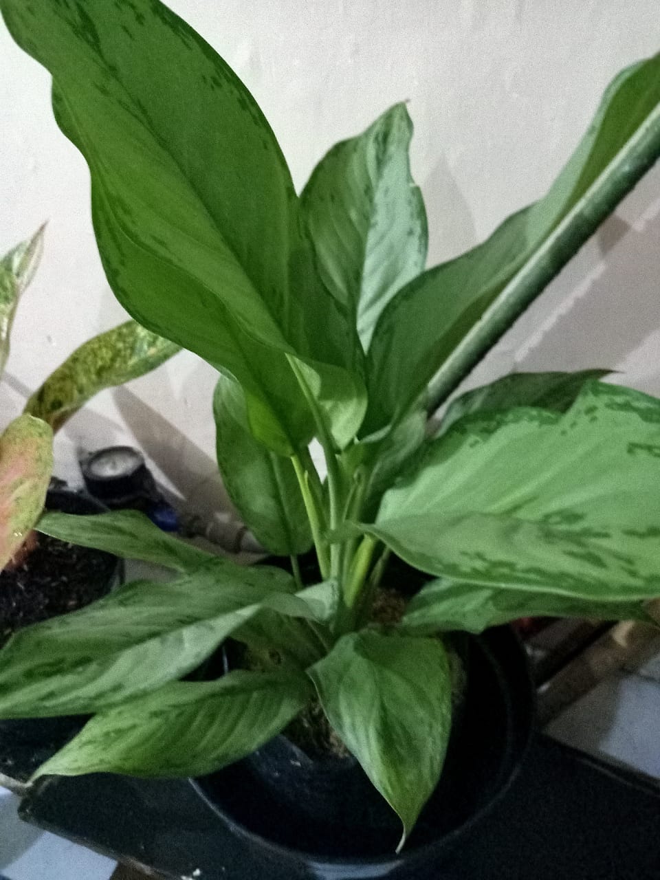 6 Cara Merawat Bunga Aglaonema Agar Subur dan Menawan by verry